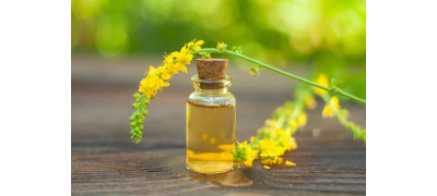 AGRIMONY: HERBAL MARVEL WITH TIMELESS BENEFITS