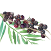 Acai Liquid Extract, Organic Acai (Euterpe Oleracea) Berries Tincture