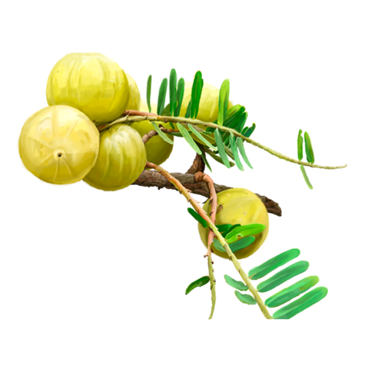 Amla Liquid Extract, Organic Amla (Emblica Officinalis) Tincture