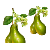 Avocado Liquid Extract, Avocado (Persea Americana) Dried Seeds Tincture