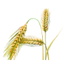Barley Liquid Extract, Organic Barley (Hordeum vulgare) Dried Grass Tincture