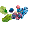 Bilberry Alcohol-FREE Liquid Extract, Organic Bilberry (Vaccinium myrtillus) Dried Leaf Glycerite