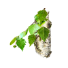 Birch Alcohol-FREE Liquid Extract, Birch (Betula Alba) Dried Bark Glycerite
