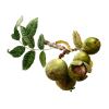 Black Walnut (Juglans Nigra) Tincture, Certified Organic Dried Leaf Liquid Extract