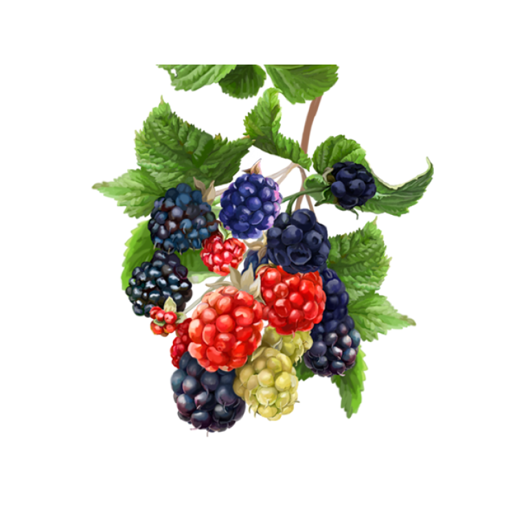 Blackberry Liquid Extract, Organic Blackberry (Rubus fruticosus) Dried Leaf Tincture