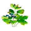 Blue Cohosh Alcohol-FREE Liquid Extract, Blue Cohosh (Caulophyllum Thalictroides) Dried Root Glycerite