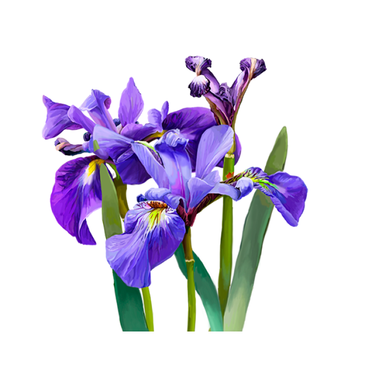 Blue Flag Liquid Extract, Organic Blue Flag (Iris versicolor) Dried Root Tincture