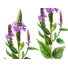 Blue Vervain Alcohol-FREE Liquid Extract, Organic Blue Vervain (Verbena Hastata) Dried Above-Ground Parts Glycerite