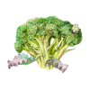 Broccoli Alcohol-FREE Liquid Extract, Organic Broccoli (Brassica Oleracea) Seed Glycerite