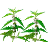 Bugleweed Alcohol-FREE Liquid Extract, Organic Bugleweed (Lycopus Virginicus) Dried Leaf and Flower Glycerite