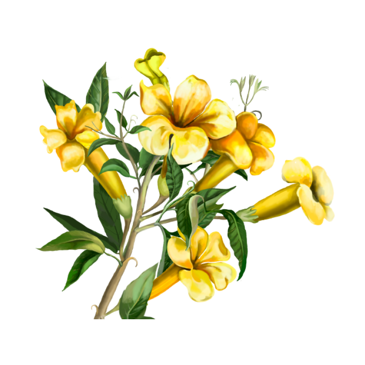 Cat's Claw AlcoholFREE Liquid Extract, Cat's Claw (Uncaria Tomentosa) Dried Inner Bark Glycerite