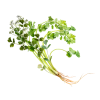 Cilantro Alcohol-FREE Liquid Extract, Organic Cilantro (Coriandrum Sativum) Dried Leaf Glycerite