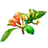 Cloves Liquid Extract, Organic Cloves (Syzygium Aromaticum) Dried Flower Buds Tincture
