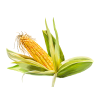Corn Silk Alcohol-FREE Liquid Extract, Organic Corn Silk (Zea Mays) Dried Silk Glycerite