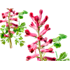 Fumitory Liquid Extract, Organic Fumitory (Fumaria officinalis) Dried Herb Tincture