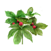 Goldenseal Alcohol-FREE Liquid Extract, Organic Goldenseal (Hydrastis Canadensis) Dried Leaf Glycerite