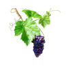 Grape Liquid Extract, Grape (Vitis Vinifera) Dried Seed Tincture