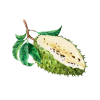 Graviola Liquid Extract, Graviola (Annona Muricata) Dried Leaf Tincture