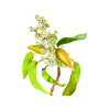 Gymnema Liquid Extract, Organic Gymnema (Gymnema Sylvestre) Dried Leaf Tincture