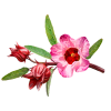 Hibiscus Alcohol-FREE Liquid Extract, Organic Hibiscus (Hibiscus Sabdariffa) Dried Flower Glycerite