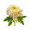 Ju Hua Liquid Extract, Dried flower (Chrysanthemum Morifolium) Tincture