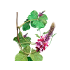 Kudzu, Japanese arrowroot  (Pueraria Lobata) Tincture, Dried Flower ALCOHOL-FREE Liquid Extract, Kudzu, Glycerite Herbal Supplement