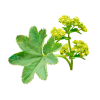 Lady's Mantle Liquid Extract, Organic Lady's Mantle (Alchemilla vulgaris) Dried Herb Tincture