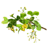 Oregon Grape Alcohol-FREE Liquid Extract, Oregon Grape (Mahonia aquifolium) Dried Root Glycerite
