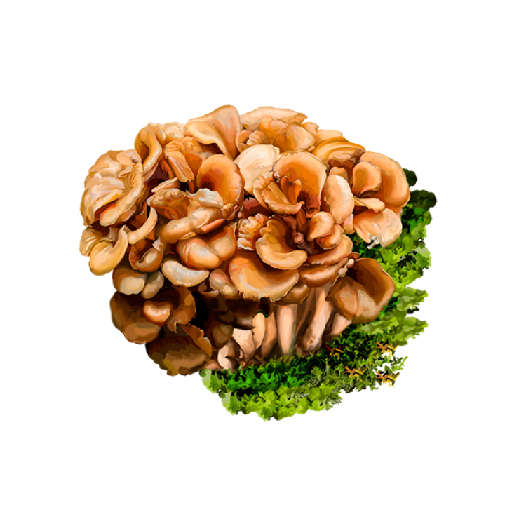 Maitake Liquid Extract, Organic Maitake (Grifola Frondosa) Dried