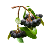Maqui Liquid Extract, Organic Maqui (Aristotelia chilensis) Dried Berries Tincture