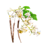 Moringa Alcohol-FREE Liquid Extract, Moringa (Moringa Oleifera) Leaf Glycerite