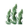 Mugwort Alcohol-FREE Liquid Extract, Organic Mugwort (Artemisia vulgaris) Dried Flower Glycerite