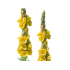 Mullein Alcohol-FREE Liquid Extract, Organic Mullein (Verbascum densiflorum) Dried Flower Glycerite