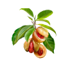 Nutmeg Alcohol-FREE Liquid Extract, Organic Nutmeg (Myristica Fragrans) Dried Nut Glycerite
