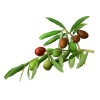 Olive Liquid Extract, Organic Olive (Olea europaea) Dried Leaf Tincture