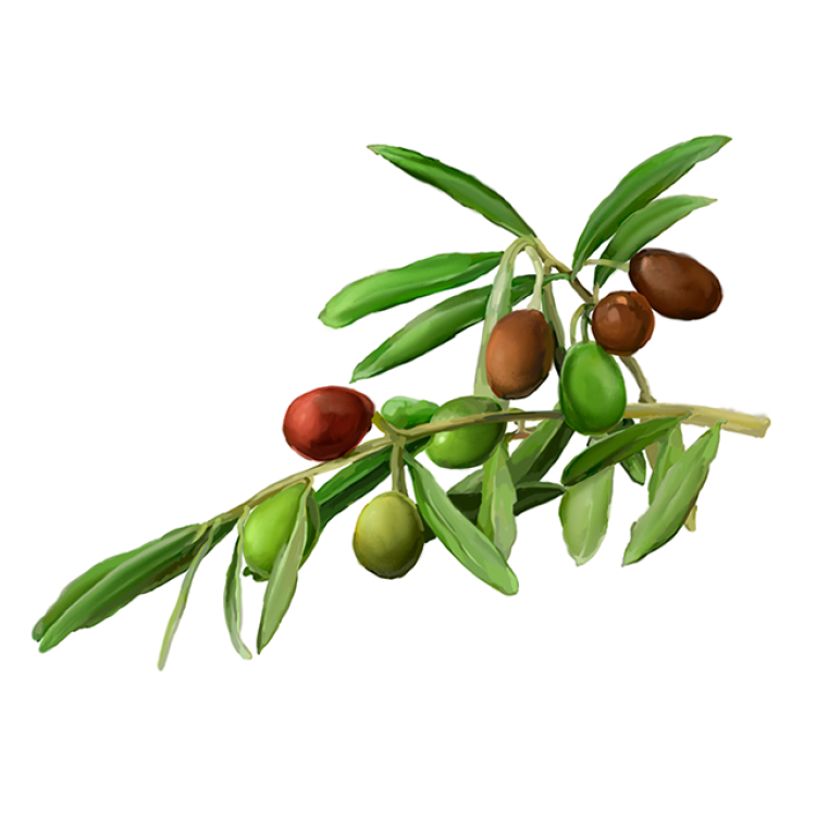 Olive Liquid Extract, Organic Olive (Olea europaea) Dried Leaf Tincture