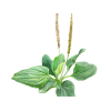 Plantain Alcohol-FREE Liquid Extract, Organic Plantain (Plantago major) Dried Leaf Glycerite