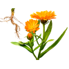 Pot Marigold (Calendula Officinalis) Certified Organic Dried Flower Veterinary Natural Alcohol-FREE Liquid Extract, Pet Herbal Supplement