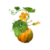 Pumpkin Alcohol-FREE Liquid Extract, Pumpkin (Cucurbita pepo L.) Dried Seed Glycerite
