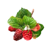 Raspberry Liquid Extract, Organic Raspberry (Rubus idaeus) Dried Leaf Tincture
