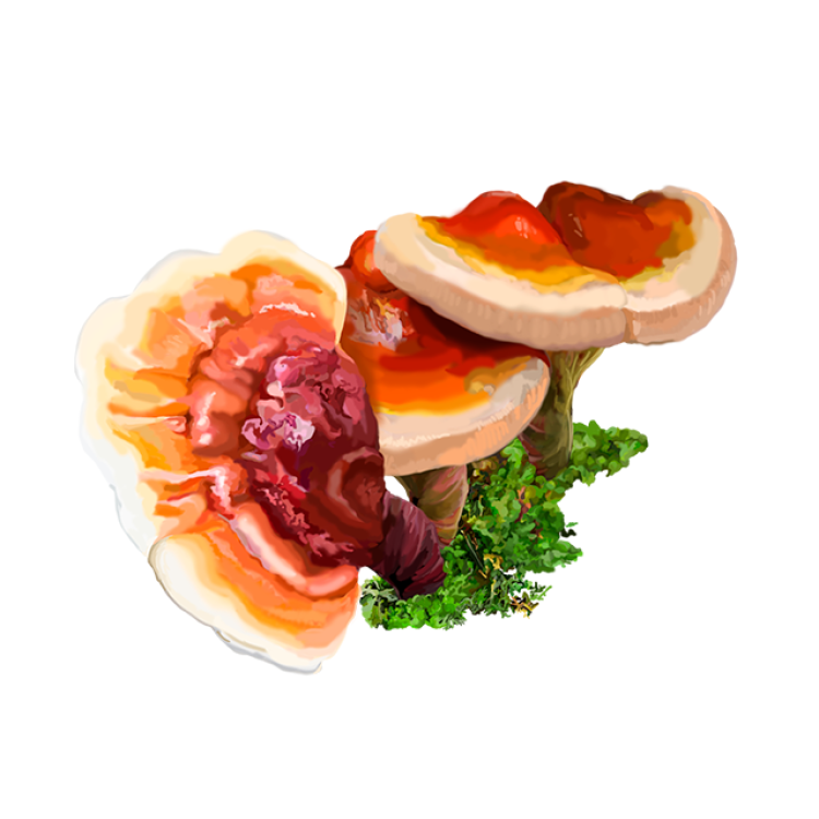 Reishi AlcoholFREE Liquid Extract Tonic of Emperors, Organic Reishi