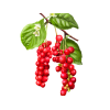 Schisandra Alcohol-FREE Liquid Extract, Organic Schisandra (Schisandra Chinensis) Dried Berry Glycerite