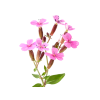Soapwort Alcohol-FREE Liquid Extract, Organic Soapwort (Saponaria officinalis) Dried Root Glycerite