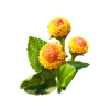 Spilanthes Alcohol-FREE Liquid Extract, Organic Spilanthes (Acmella Oleracea) Dried Leaf, Flower and Stem Glycerite