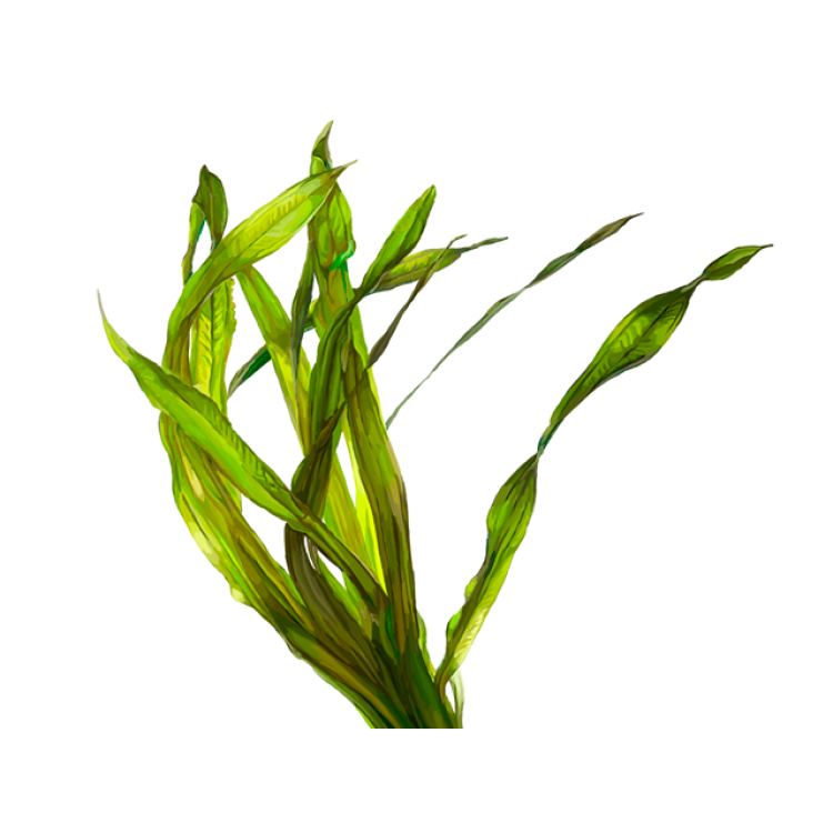 Spirulina AlcoholFREE Liquid Extract, Organic Spirulina (Arthrospira