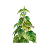 Stinging Nettle Alcohol-FREE Liquid Extract, Organic Stinging Nettle (Urtica Dioica) Dried Leaf Glycerite