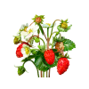 Strawberry Alcohol-FREE Liquid Extract, Organic Strawberry (Fragaria Vesca) Dried Leaf Glycerite