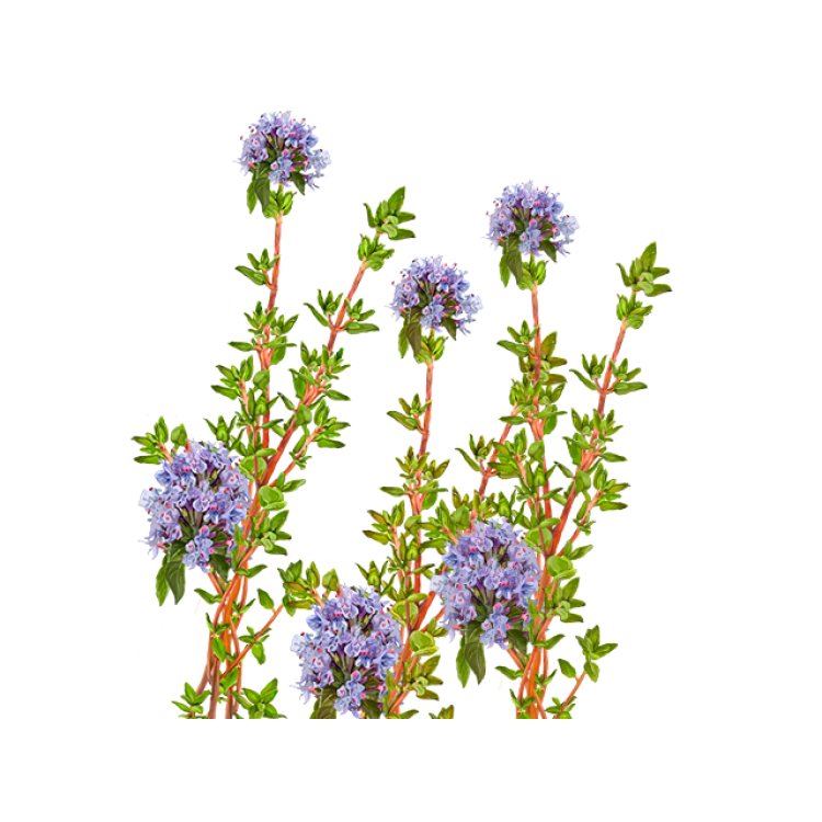 Thyme AlcoholFREE Liquid Extract, Organic Thyme (Thymus Vulgaris