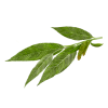 White Willow Alcohol-FREE Liquid Extract, Organic White Willow (Salix Alba) Dried Bark Glycerite