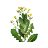 Wild Lettuce & California Poppy Tincture, ORGANIC Wild Lettuce herb and California Poppy above-ground parts Liquid Extract